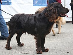Deutscher Wachtelhund – Płochacz niemiecki 2009 pl