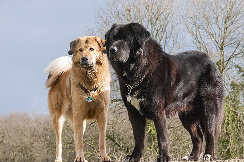 Do-Khyi (Tibetan Mastiff) – Do Khyi Zuchtpaar