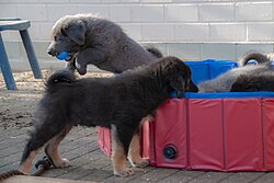 Do-Khyi (Tibetan Mastiff) – Do Khyi, 8 Wochen alte Welpen