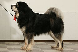 Do-Khyi (Tibetan Mastiff) – Female Tibetan Mastiff
