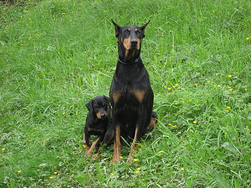 Dobermann – Dobermann and puppy