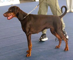 Dobermann – Dobermanniruskeatan