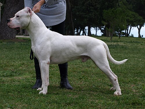 Dogo Argentino – 0Dogo argentino 22122251920