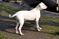 Dogo Argentino – Dogo Argentino Argentijnse dog 14 04 2010 17 00 50