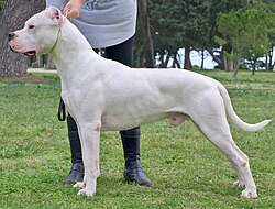 Dogo Argentino – 0Dogo argentino 22122251920.2