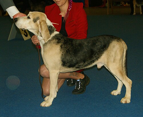 Dunker – Norwegian Hound Dunker