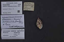 Dunker – Naturalis Biodiversity Center ZMA.MOLL.97702 Nassarius margaritifer (Dunker, 1847) Nassariidae Mollusc shell