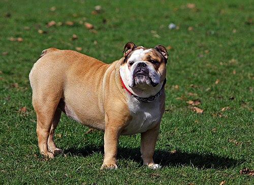 English Bulldog – English Bulldog Dog 220489 1280