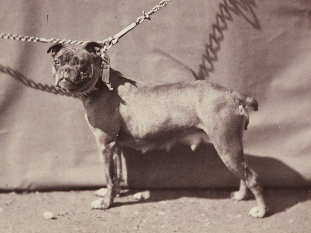 English Bulldog – 02. Old English Bulldog, 1863. Paris, France. 2