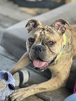 English Bulldog – Mini Olde English Bulldog 2