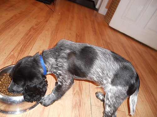 English Cocker Spaniel – Buddy English Cocker Spaniel with heart shped marking