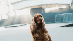 English Cocker Spaniel – English Cocker Spaniel