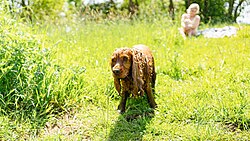 English Cocker Spaniel – English Cocker Spaniel shaking itself dry
