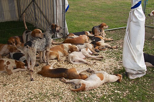 Foxhound anglais – English Foxhounds, Cheshire Game and Country Fair 2014