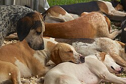 Foxhound anglais – English Foxhounds, Cheshire Game and Country Fair 2014 1
