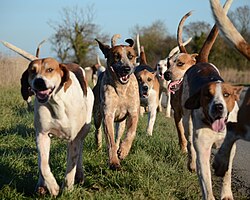 Foxhound anglais – South Wold Hunt foxhounds