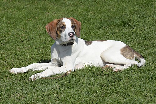 English Pointer – Young English Pointer lying on the grass