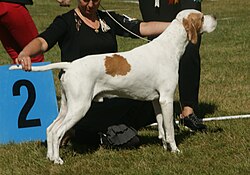 English Pointer – EnglishPointer redwhite