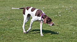 English Pointer – English pointer 164115