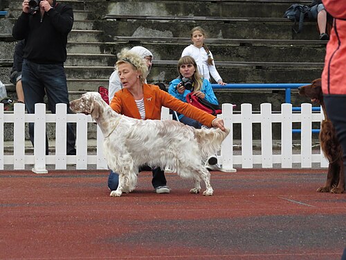 Setter anglais – English Setter in Tallinn 4