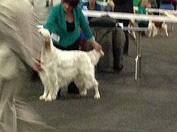 Setter anglais – English Setter 03