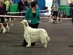 Setter anglais – English Setter 01