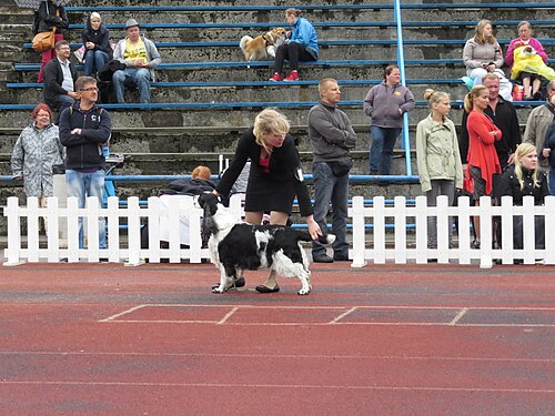 English Springer Spaniel – English Springer Spaniel in Tallinn (full)