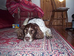 English Springer Spaniel – Bored English Springer Spaniel