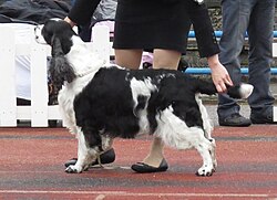 English Springer Spaniel – English Springer Spaniel in Tallinn