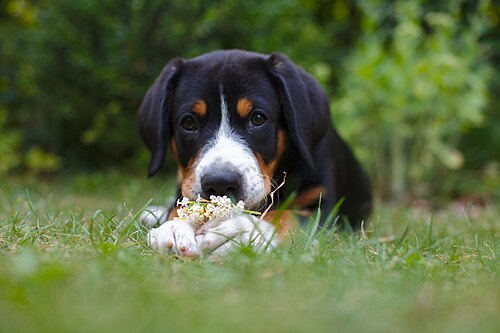Entlebucher Sennenhund – Kira von S Entlebucher Sennenhund