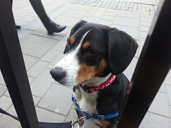 Entlebucher Sennenhund – Entlebucher sennenhund at 11 months