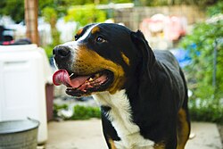 Entlebucher Sennenhund – Entlebucher Sennenhund portrait