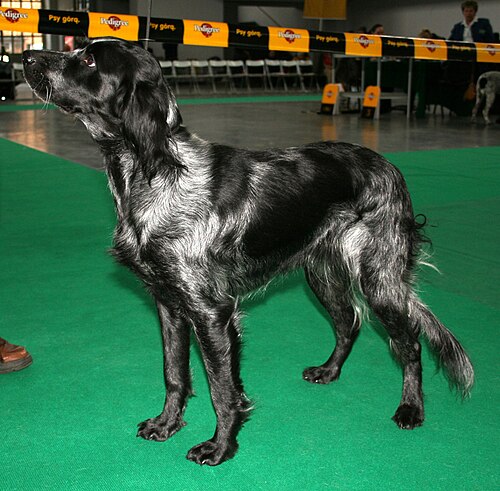 Blue Picardy Spaniel – Epagneul bleu de picardie 868