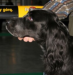 Blue Picardy Spaniel – Epagneul bleu de picardie głowa 098