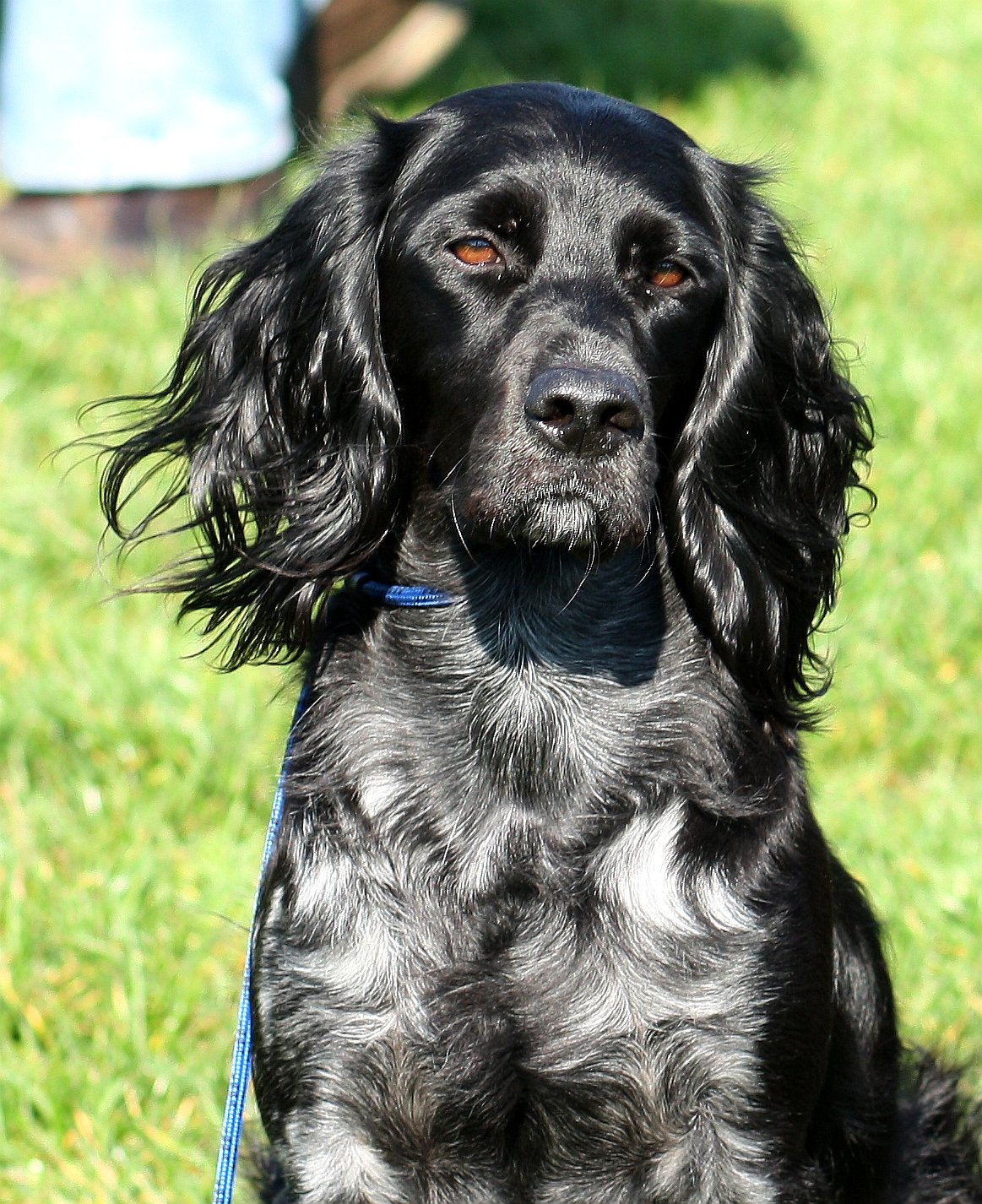 Blue Picardy Spaniel – Epagneul Bleu de Picardie