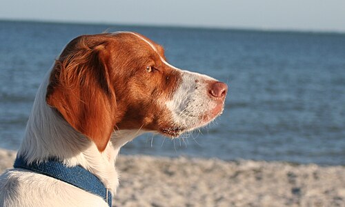 Epagneul Breton – Brittany Spaniel Dog