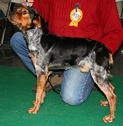 Epagneul Breton – Epagneul breton 654