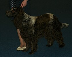 Epagneul de Pont-Audemer – Pont Audemer Spaniel