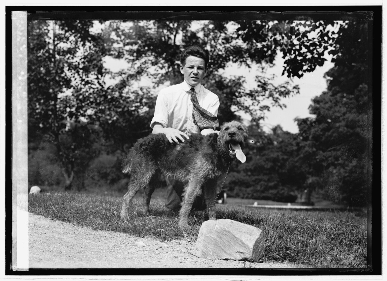 Épagneul français – Worth Bagley, Spaniel LCCN2016820870