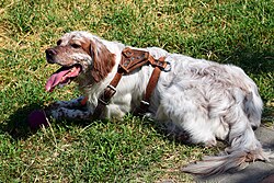 Épagneul français – Brittany Spaniel 03