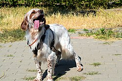 Épagneul français – Brittany Spaniel 02