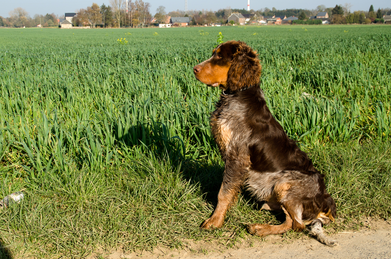 Epagneul picard – Epagneul Picard ter