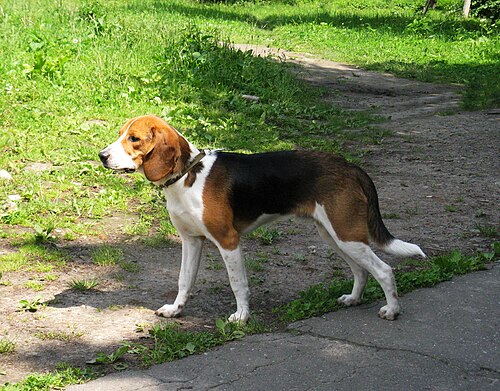 Chien courant estonien – Estonian Hound 2013