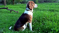 Chien courant estonien – Estonian Hound 2013 2