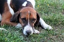 Chien courant estonien – Estonian Hound 03