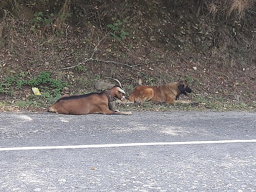 Estrela-Berghund – Cabra e cão Serra da Estrela