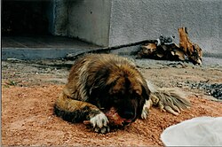 Estrela-Berghund – Cão da Serra da Estrela