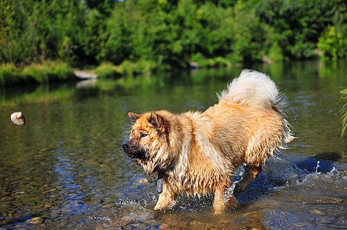 Eurasier – Eurasier hunting rocks in water