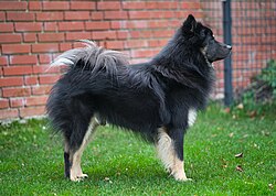 Eurasier – Eurasier Seitenprofil stehend