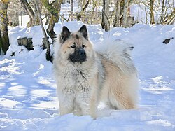 Eurasier – @kai.eurasier